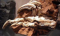 Gheara pietrificata de Dinozaur Pitic - Muntii Aninei, Romania.